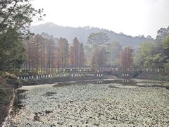 -番禺大夫山森林公园