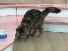 -1013 PET SHOP 宠物商店(近铁城市广场店)
