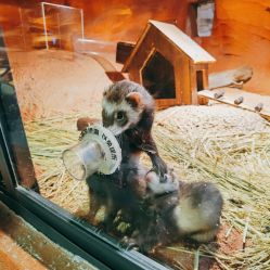 -酷嗒动物文化乐园(cutezoo西溪乐天城店)