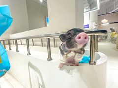 -怪兽屋·羊驼·猫咖·狗咖(俊华广场店)