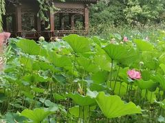 -莲湖公园