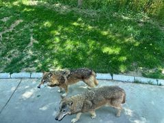 -北京野生动物园