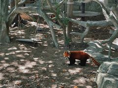 -上海野生动物园