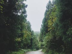 -武陵山森林公园