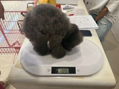 -翊宠yipet猫狗购宠庄园犬舍•猫舍