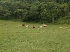 -武陵山森林公园