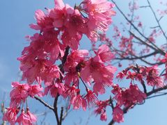 -花开海上生态园