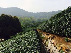 iphone_upload_pic-十八棵（老龙井）御茶园(老龙井店)