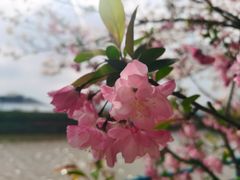 -高东镇樱花园