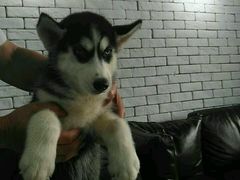 -佳百利宠物(荣乐中路115弄小区店)