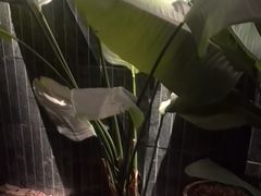 -涟LIAN·泰式按摩·MASSAGE·SPA(华强北店)