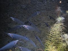 -上海海洋水族馆