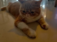 -平行世界·猫咖(首经贸店)