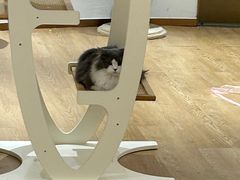 -1013 PET SHOP精品宠物商店(丁香店)