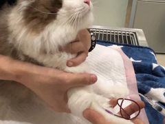 -瑞派康怡24h宠物医院·犬猫医疗中心·微创绝育(瑞景分院)