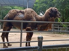 -广东茂名森林公园