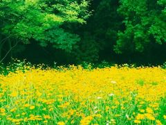 -西湖风景区-江洋畈生态公园
