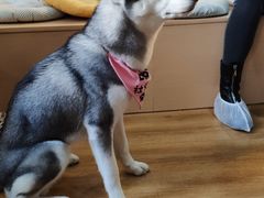 -Husky Go! 哈士奇体验馆·宠物咖啡厅狗咖