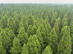 -黄海国家森林公园