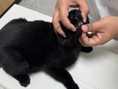 -瑞派长江宠物医院·猫科·外科·24小时夜护(谊城公寓分院)