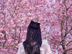 -天适樱花悠乐园