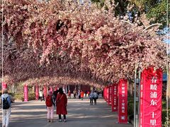 -南汇桃花村