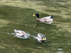 -食悦江南·淮扬菜·烤鸭(亚运村·惠新店)