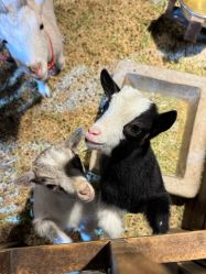 -酷嗒动物文化乐园(cutezoo西溪乐天城店)