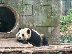 -中国大熊猫保护研究中心雅安碧峰峡基地