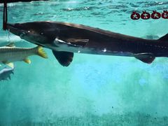 -太平洋海底世界