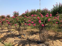 -武汉紫薇都市田园