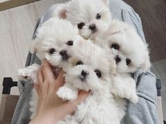 -萌宠之家·腊肠犬·马尔泰·小体犬舍