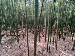 -同里国家湿地公园
