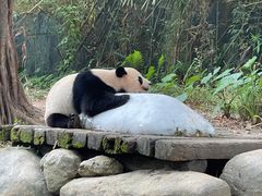 -广州长隆野生动物世界
