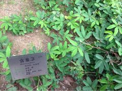 -广州神农草堂中医药博物馆