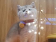 -欣宠猫屋·矮脚拿破仑·蓝金金渐层