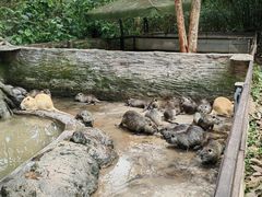 -海南热带野生动植物园
