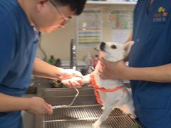 -A猫a狗全科·犬猫异宠·芥西宠物医院(南开总院)