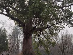 -杭州植物园