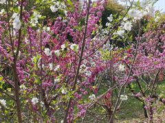 -南汇桃花村