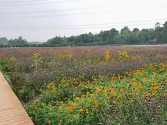 -紫颐香薰山谷景区