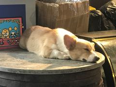 -more than meow吴止猫主题餐厅(承德 中船汇店)