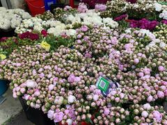 -循礼门鲜花花市(武汉循礼门店)