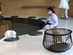 -飞行喵MR PILOT|猫舍·猫咖(静安大融城店)
