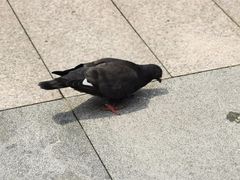 -海珠湖公园