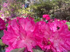 -昆明植物园