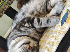-平行世界·猫咖(首经贸店)