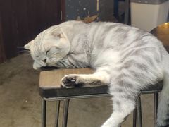 -more than meow吴止猫主题餐厅(承德 中船汇店)