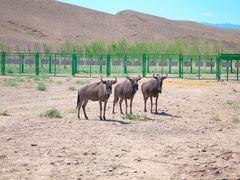 -新疆天山野生动物园