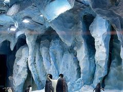 -帝企鹅自助餐厅•儿童岛•真企鹅(长隆企鹅酒店)